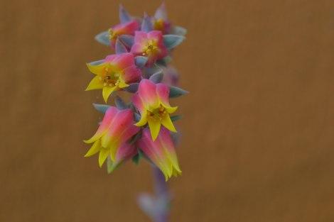 Las piedras bajo los pies