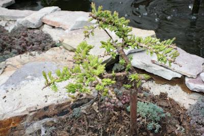 Taxodium distichum, enano calvo Cypress