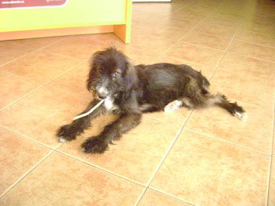 Punki, un perrito muy especial en adopción.