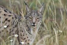 La presencia de linces en Doñana se ha triplicado