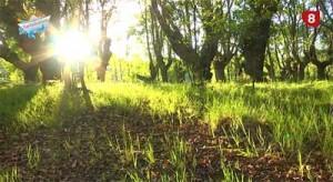 Turisdestinos 4 Fervenza Castro celta Turisdestinos 4. Viajamos a Lugo: Castro de Viladonga y Bosque de inundación único en Europa.