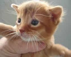 fotos gatos Abisinio