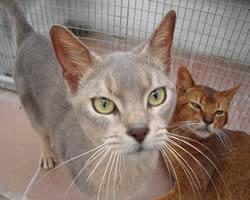 fotos gatos Abisinio