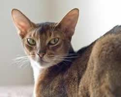 fotos gatos Abisinio
