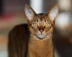 fotos gatos Abisinio
