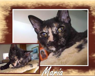 María, gatita en adopción urgente (Zaragoza)‏