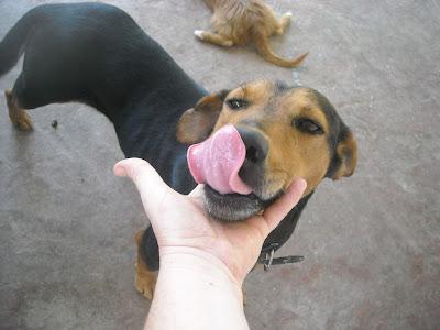 Mary busca una familia!!‏ (Murcia)