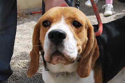 Yaco, precioso beagle en adopción.