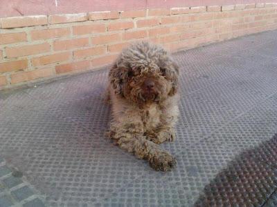 Perro de aguas abandonado. (Córdoba)