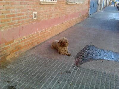 Perro de aguas abandonado. (Córdoba)