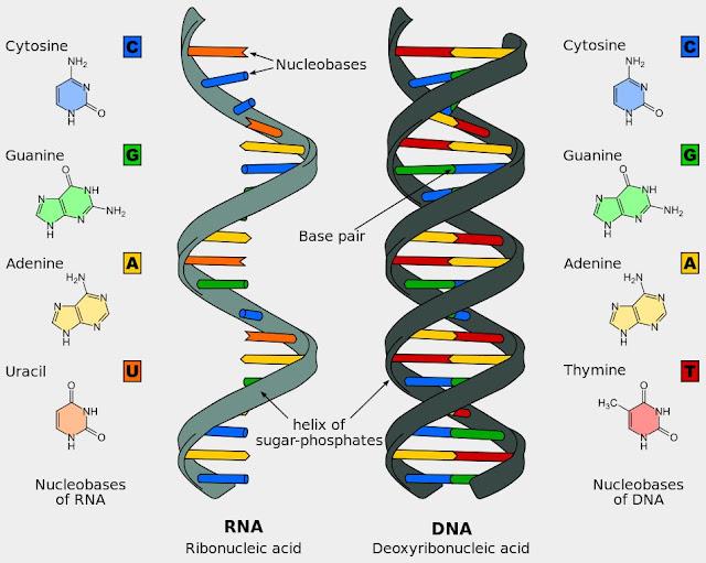 ADN ARN