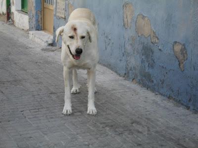 LINA, CRUCE DE GOLDEN, CON UN DISPARO EN LA FRENTE‏