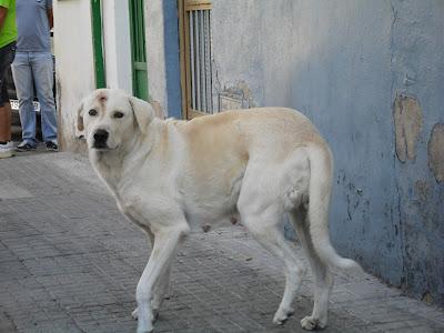 LINA, CRUCE DE GOLDEN, CON UN DISPARO EN LA FRENTE‏
