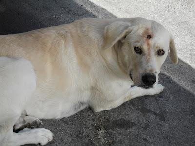 LINA, CRUCE DE GOLDEN, CON UN DISPARO EN LA FRENTE‏