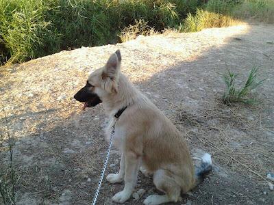 COSTA - MARAVILLOSO PASTOR BELGA , ABANDONADO CABAÑAL. (VALENCIA)‏