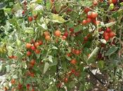 Secado tomates cherry, proceso conservación aceite oliva