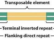 Transposones clase
