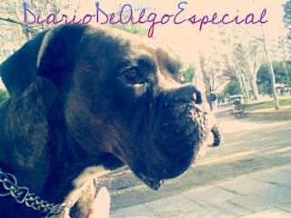 De cómo fue su primera mascota