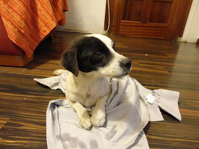 Pepiko, perrito pequeño atropellado que necesita una familia. (Murcia)