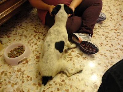 Pepiko, perrito pequeño atropellado que necesita una familia. (Murcia)