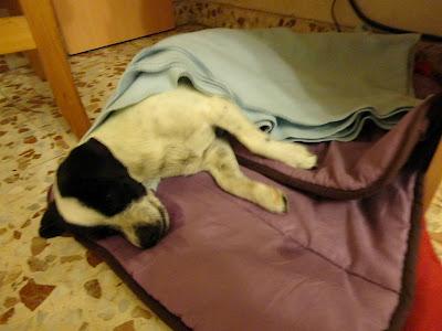 Pepiko, perrito pequeño atropellado que necesita una familia. (Murcia)