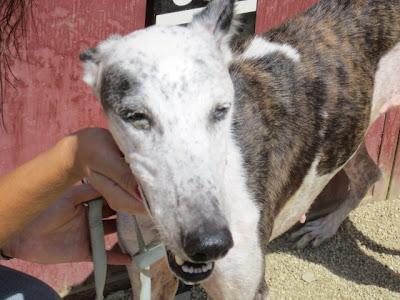 Cornelia, galga maltratada en busca de un hogar.