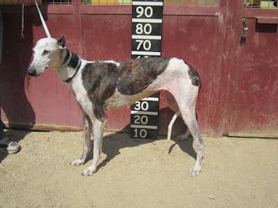 Cornelia, galga maltratada en busca de un hogar.