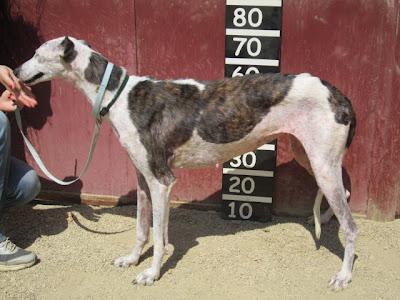 Cornelia, galga maltratada en busca de un hogar.