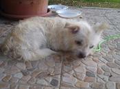 Ayuda!! Perrita abandonada. (Sevilla)
