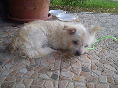 Ayuda!! Perrita abandonada. (Sevilla)