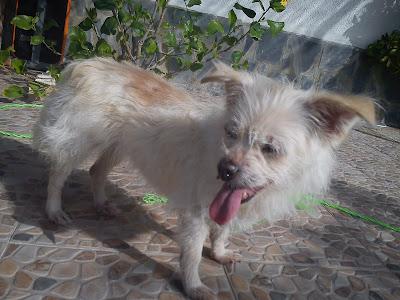 Ayuda!! Perrita abandonada. (Sevilla)