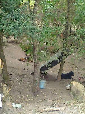 Se están muriendo lentamente, atados, sin agua y sin comida. (Murcia)