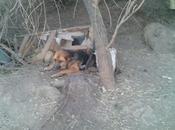 están muriendo lentamente, atados, agua comida. (Murcia)