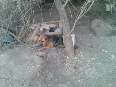 Se están muriendo lentamente, atados, sin agua y sin comida. (Murcia)