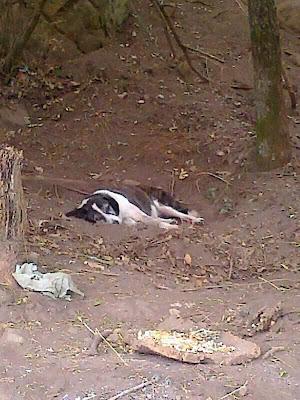 Se están muriendo lentamente, atados, sin agua y sin comida. (Murcia)
