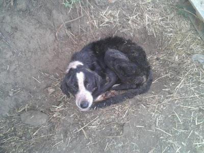 Se están muriendo lentamente, atados, sin agua y sin comida. (Murcia)