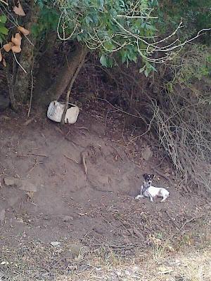 Se están muriendo lentamente, atados, sin agua y sin comida. (Murcia)