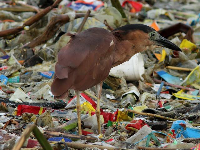 BIRDWATCHING PHILIPPINES-OBSERVANDO AVES EN FILIPINAS