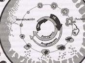 ciclo menstrual fases luna
