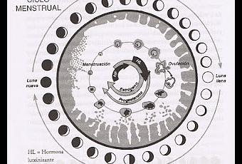 Fases del ciclo menstrual