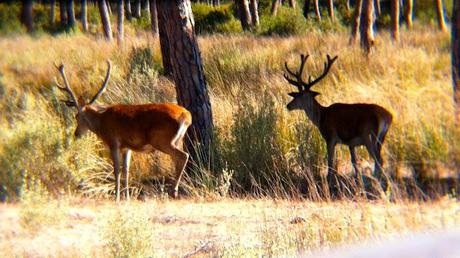 Parque Nacional de Doñana. Animales