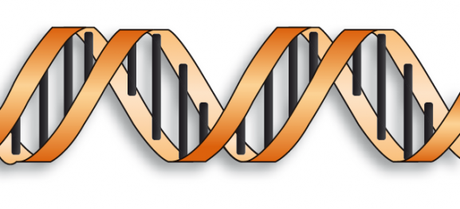 adn-genoma-cromosoma