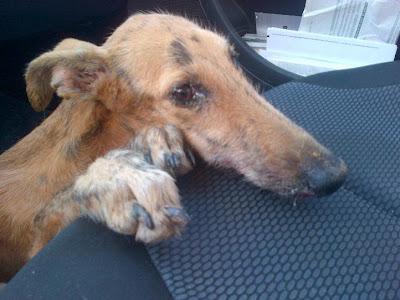 IMPRESIONA SU ESTADO!! KRONA galga hembra no esta en adopción, necesita acogida