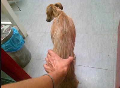 IMPRESIONA SU ESTADO!! KRONA galga hembra no esta en adopción, necesita acogida