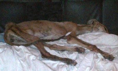 IMPRESIONA SU ESTADO!! KRONA galga hembra no esta en adopción, necesita acogida