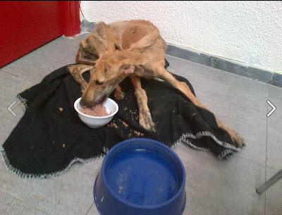 IMPRESIONA SU ESTADO!! KRONA galga hembra no esta en adopción, necesita acogida