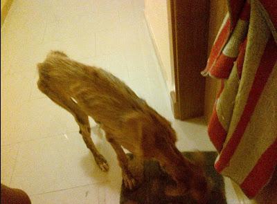 IMPRESIONA SU ESTADO!! KRONA galga hembra no esta en adopción, necesita acogida