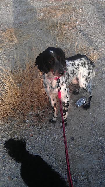 Ronny. PERDIDO en ARCHENA (MURCIA)‏