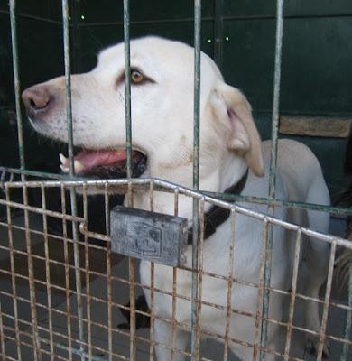 León y akela, dos perros maravillosos, condenados a vivir entre rejas.