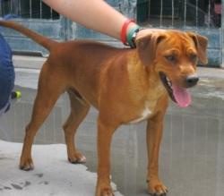 León y akela, dos perros maravillosos, condenados a vivir entre rejas.